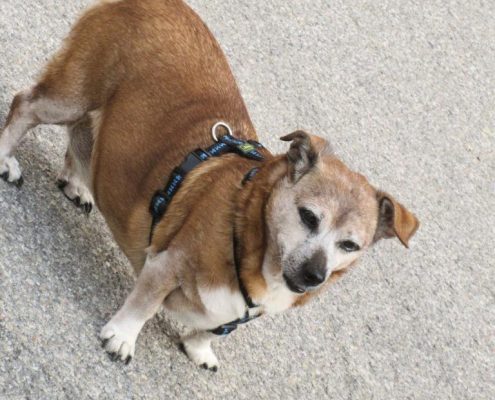 Wuffi zu Besuch, Sommerfest WHA Hauffgasse, Foto Bojan Schnabl, 2017 06 27